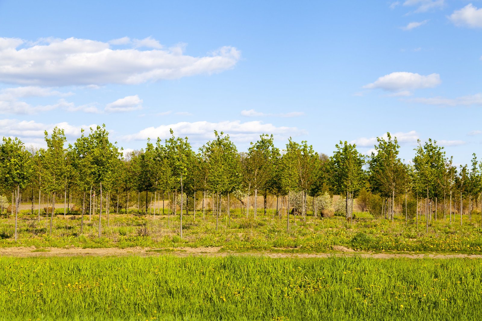 Afforestation, Reforestation and Revegetation