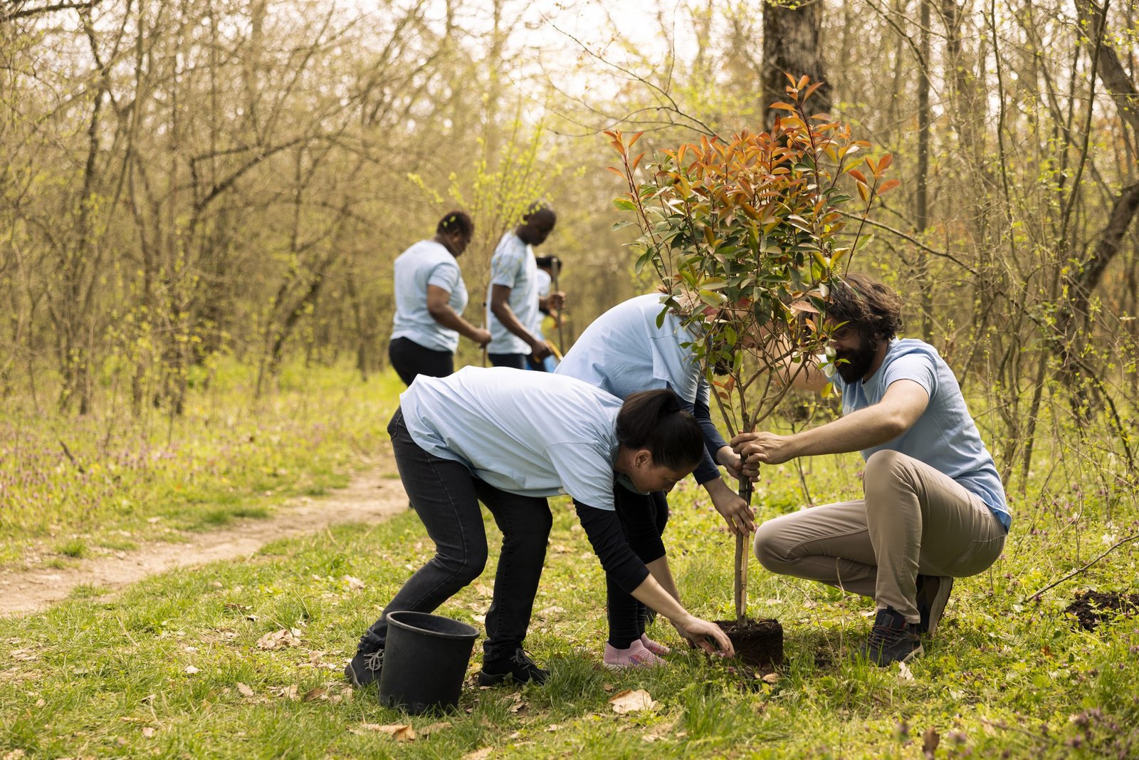 Improved Forest Management