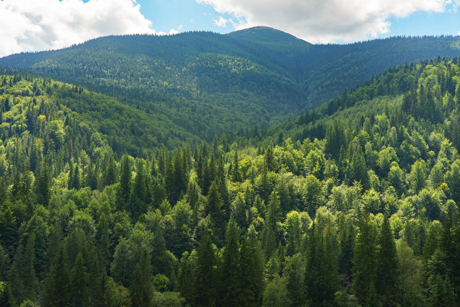 Reducing Emissions from Deforestation and Forest Degradation